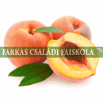 Őszibarack